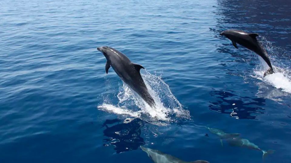 Royal DelfinCatamaran Excursion - Tenerife